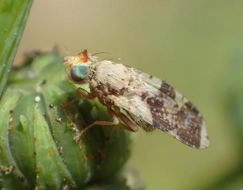 Réf. 268 494 : Tephritis formosa